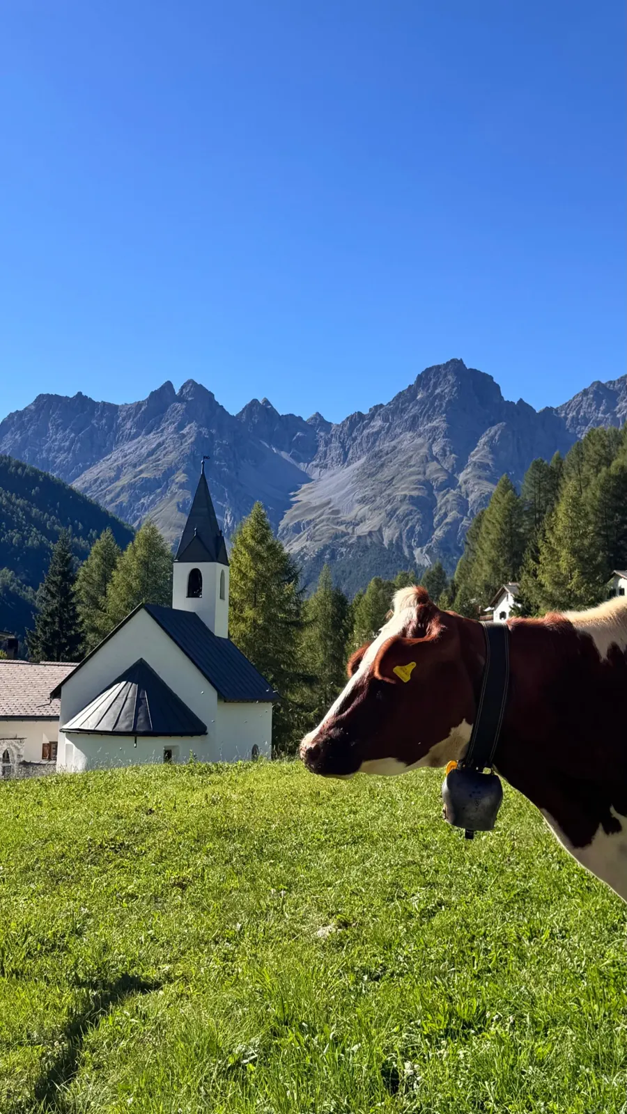 Kirche und Kuh mit Glocke vor den Unterengadiner Dolomiten – Tradition und Innovation