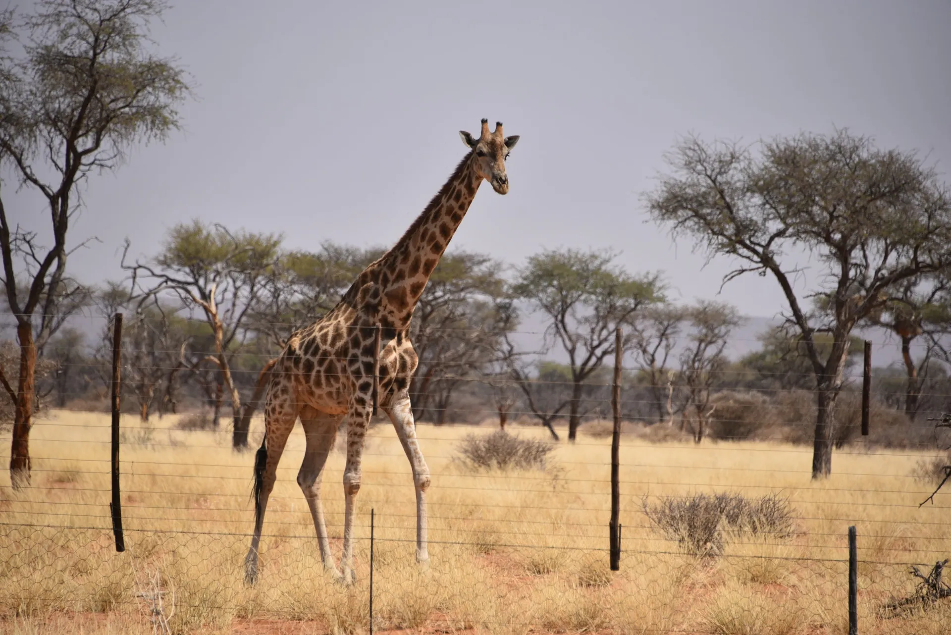 Giraffe schaut in der Savanne über einen Zaun – Sinnbild für Natur-Workshops und Walk & Talk mit Dr. Michael Hartschen